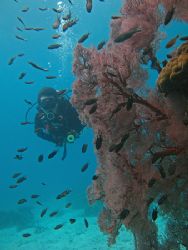 Ocean Xplorer. Taken With Canon S80 In Tioman, Malaysia. by Edvin Eng 
